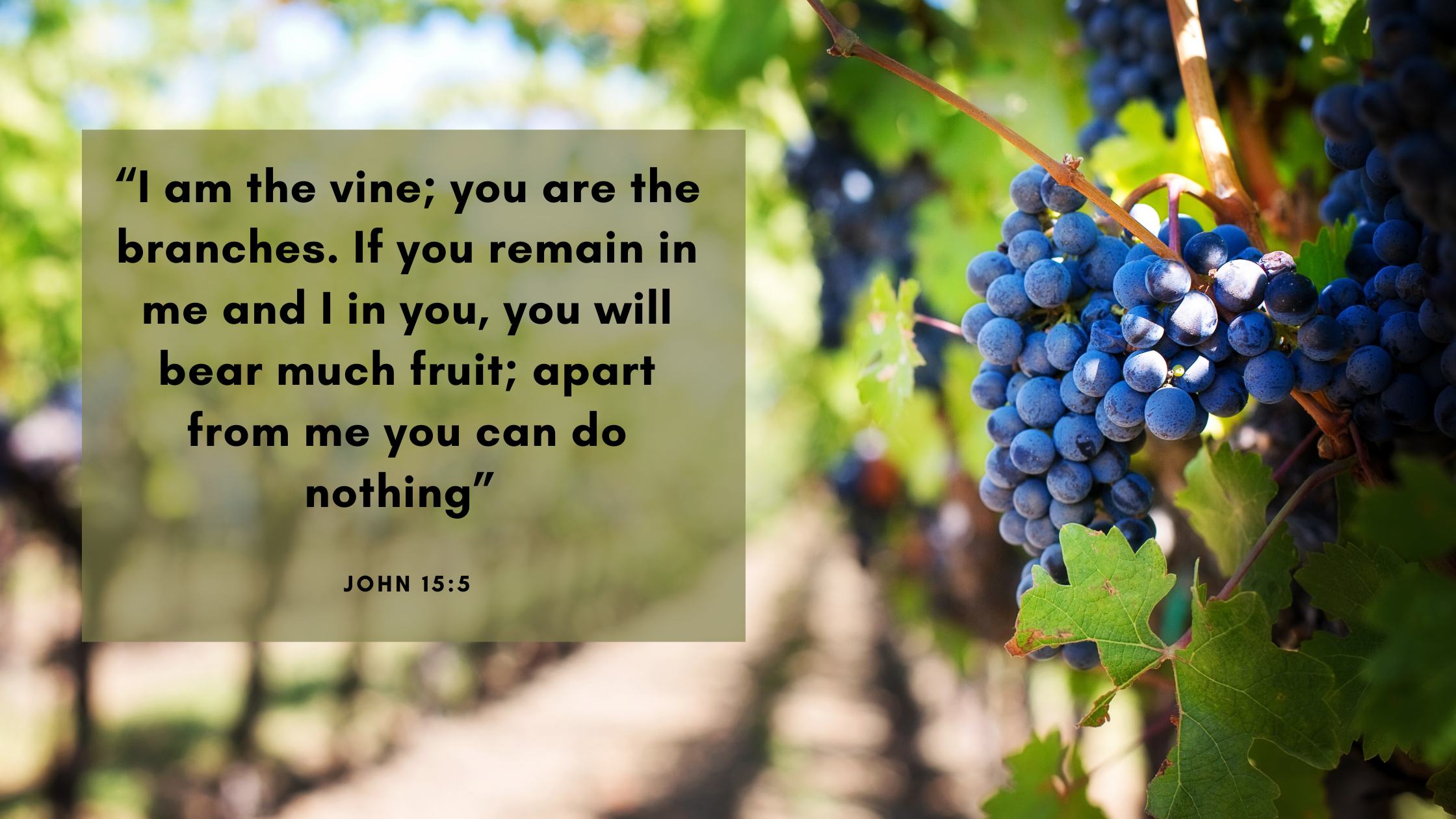 “I am the vine; you are the branches. If you remain in me and I in you, you will bear much fruit; apart from me you can do nothing” (John 155)