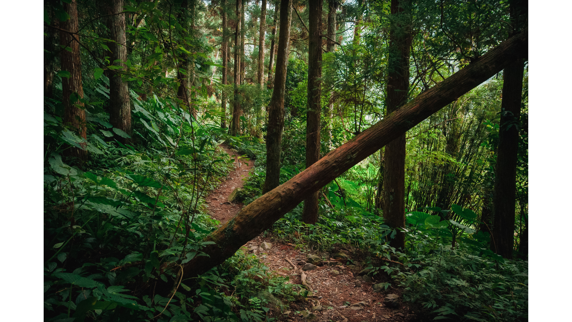 And Then...Begin Trail in the woods