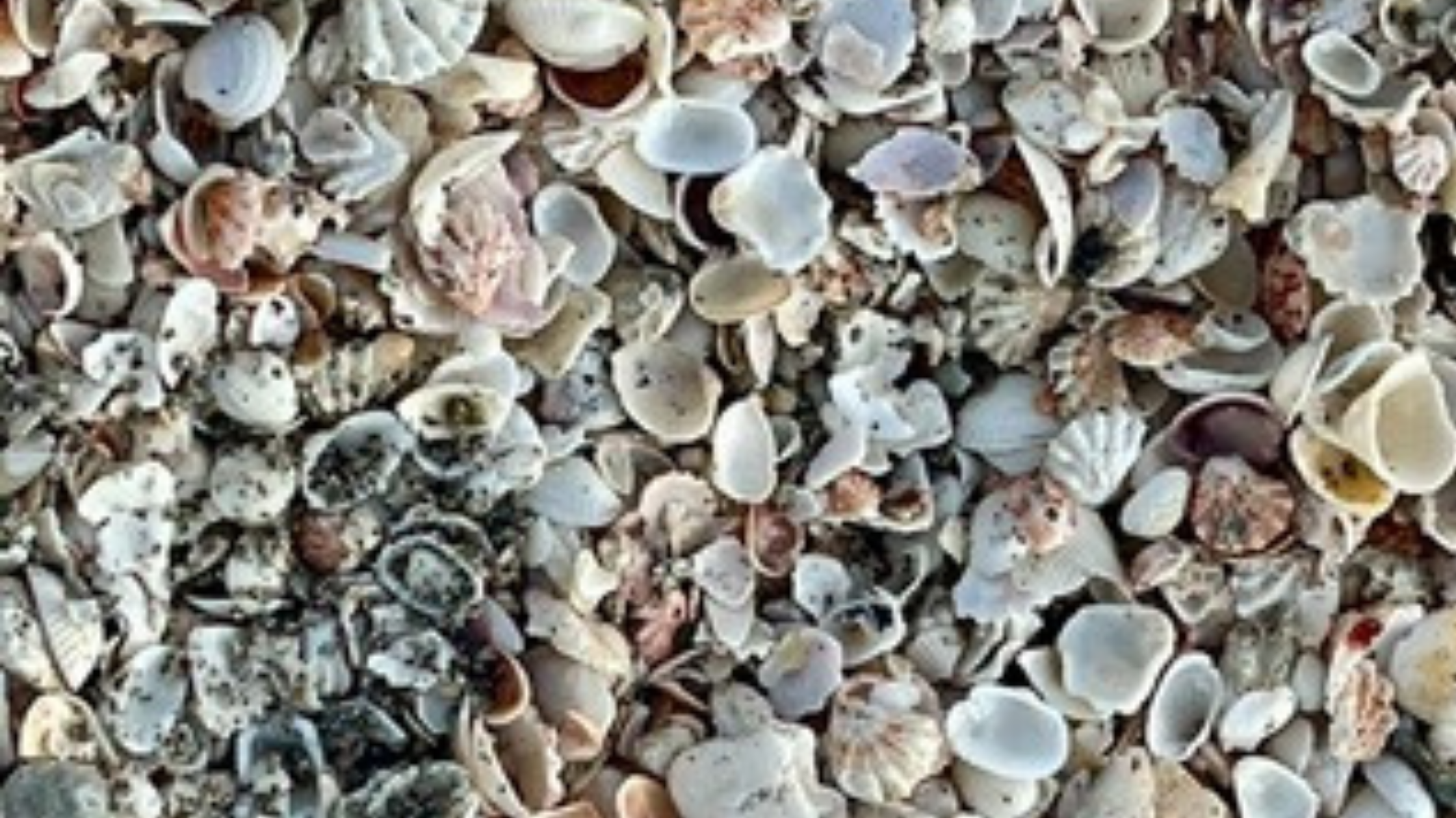 Broken Shells