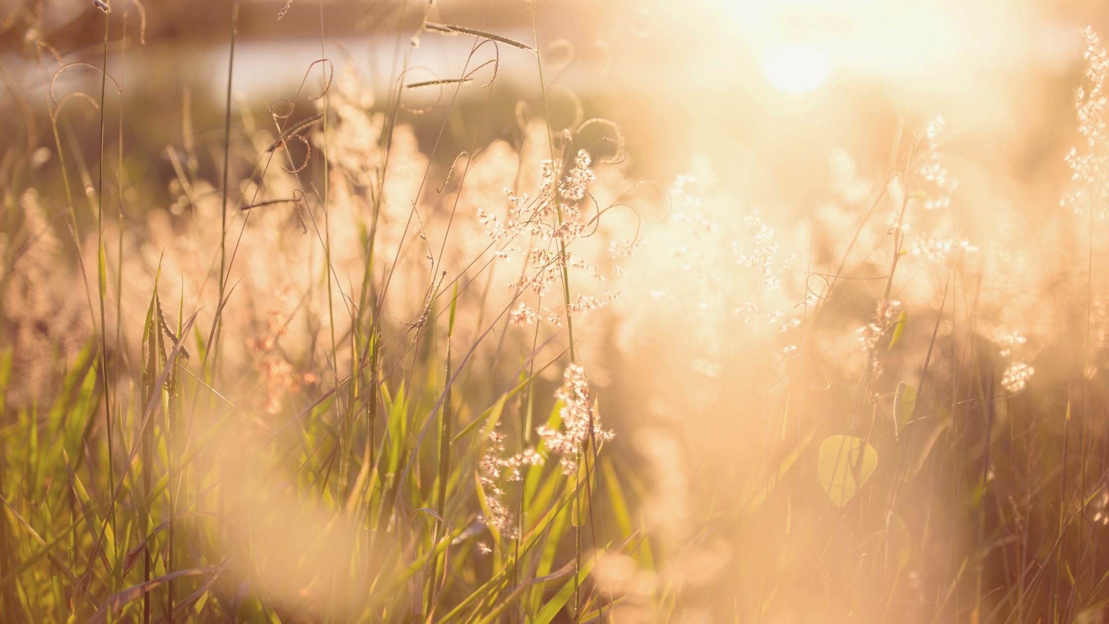 Dance by faith like flowers in a meadow