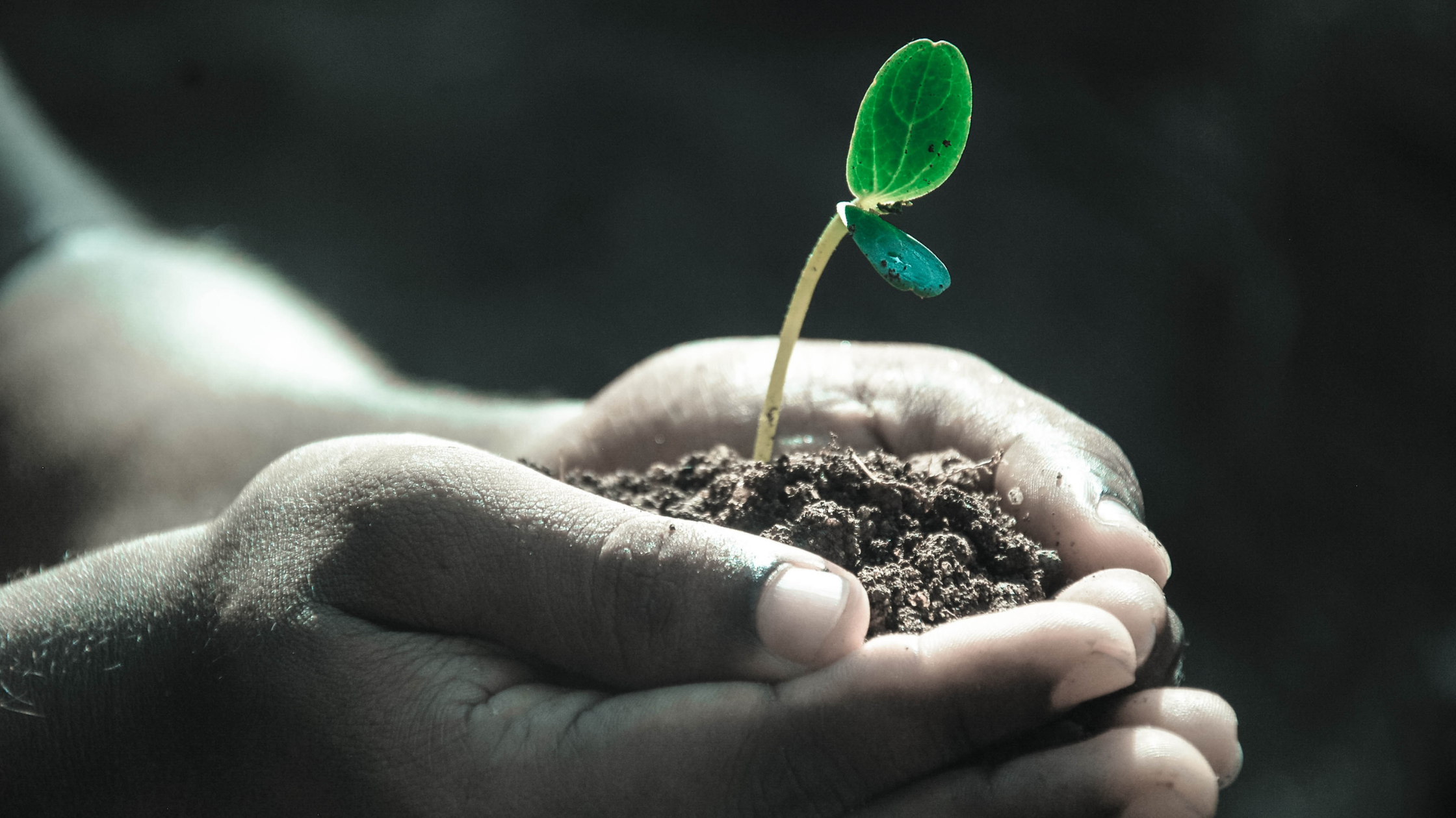 Hope in Ugly Places - Flower growing in dirt