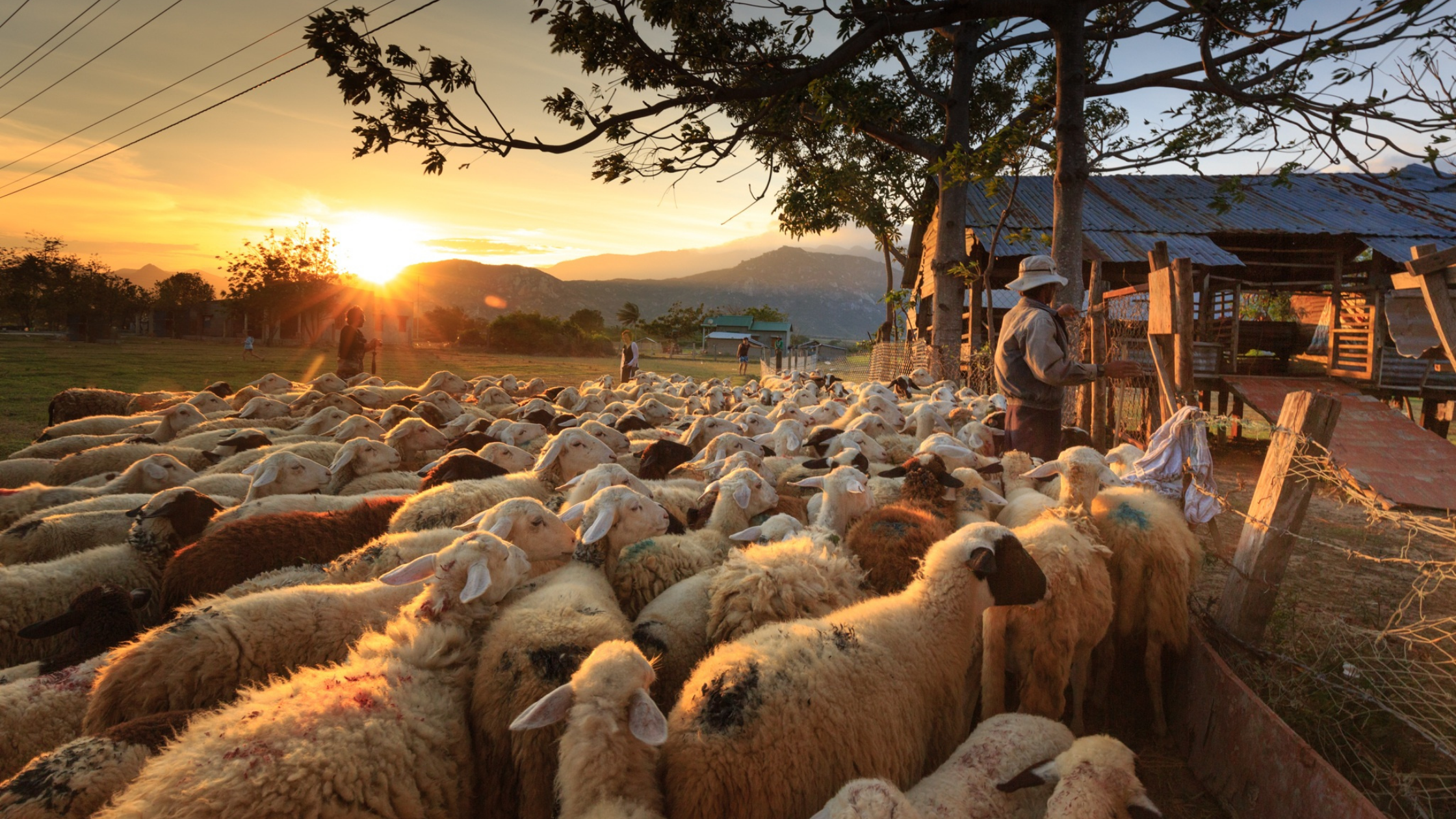 Sheep following shepherd