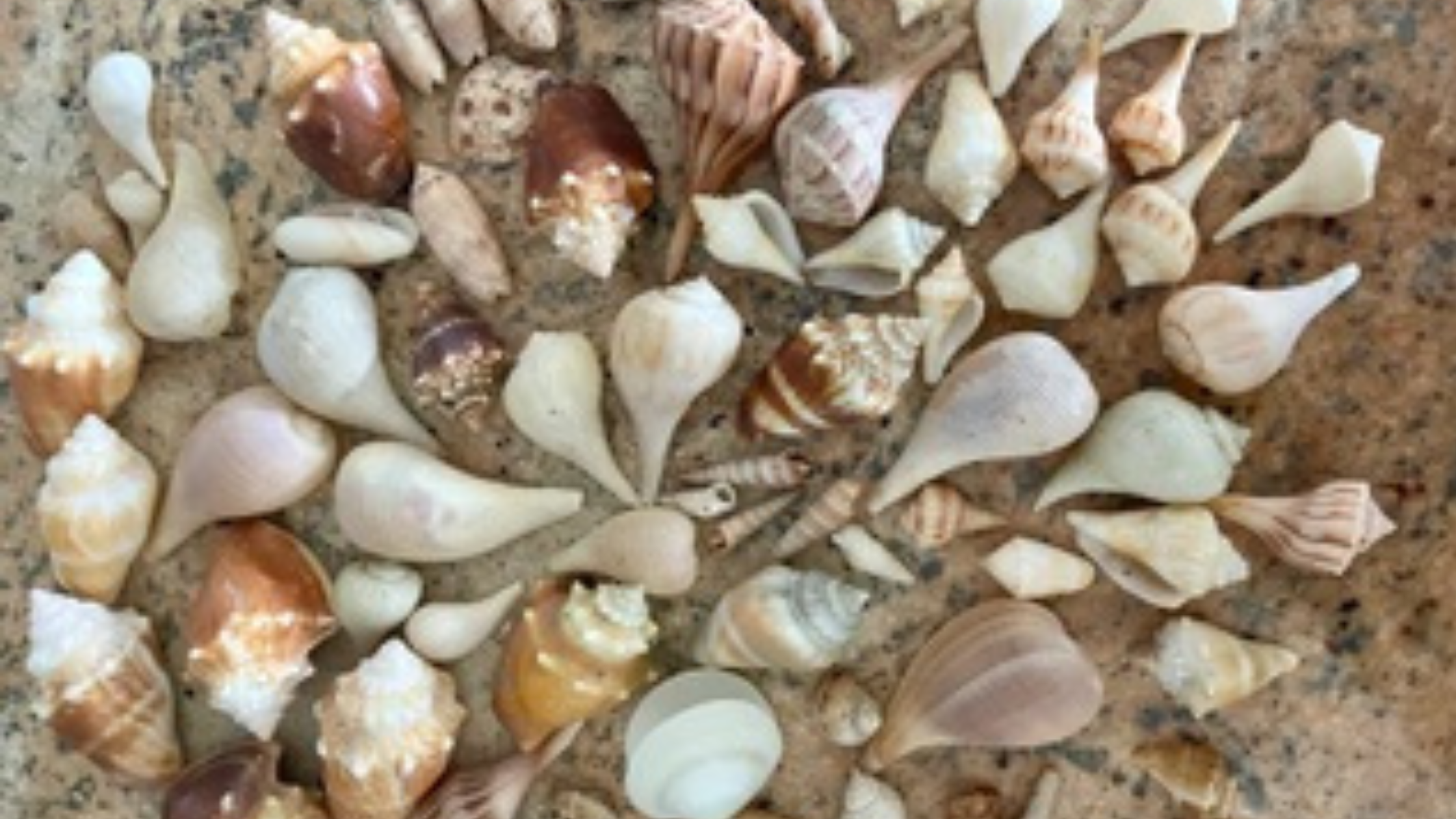Shells