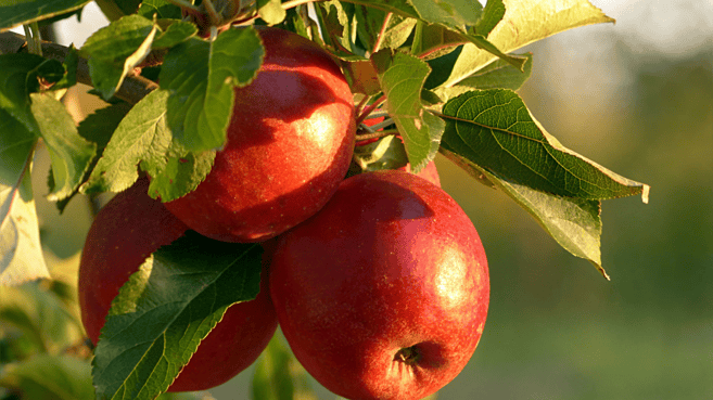apples on the tree