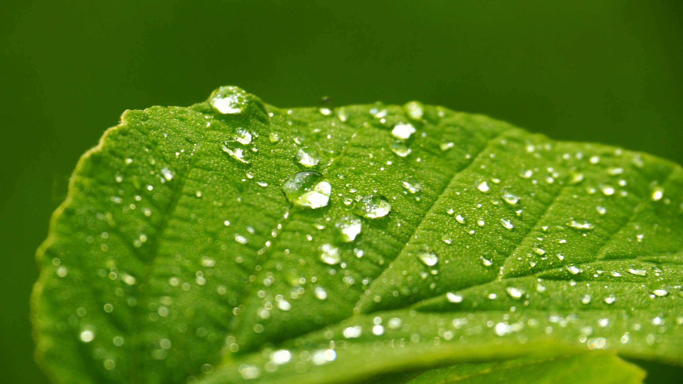 dew on leaf