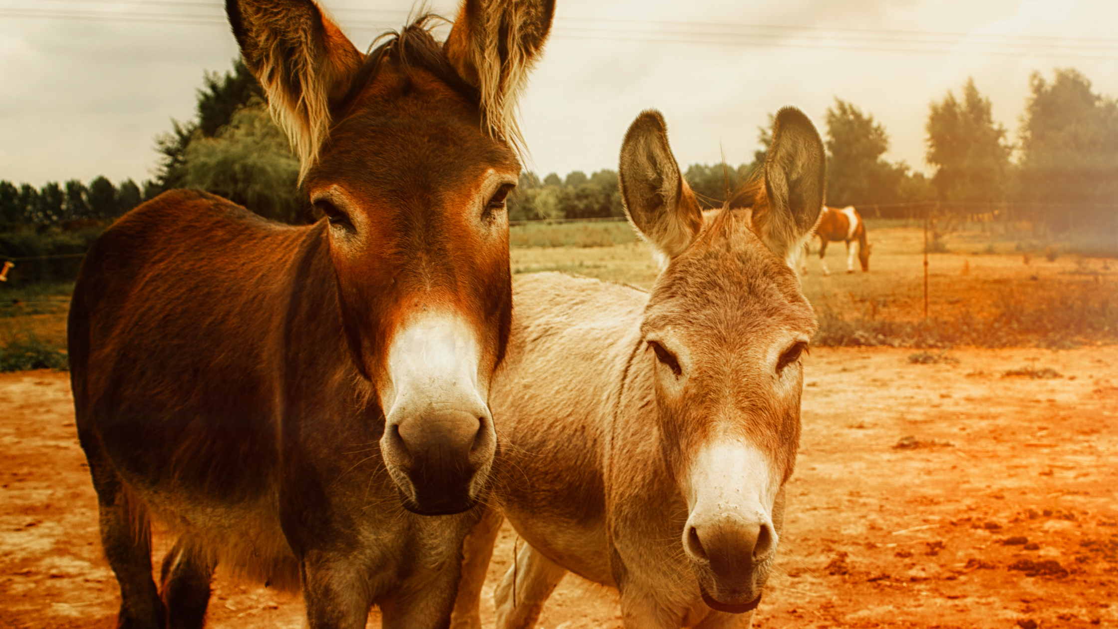 donkeys