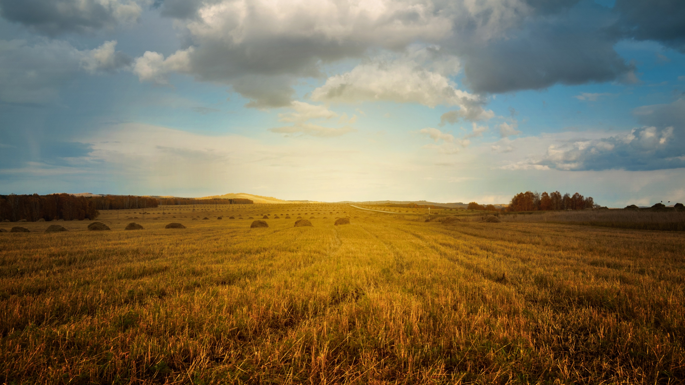 field of wheat