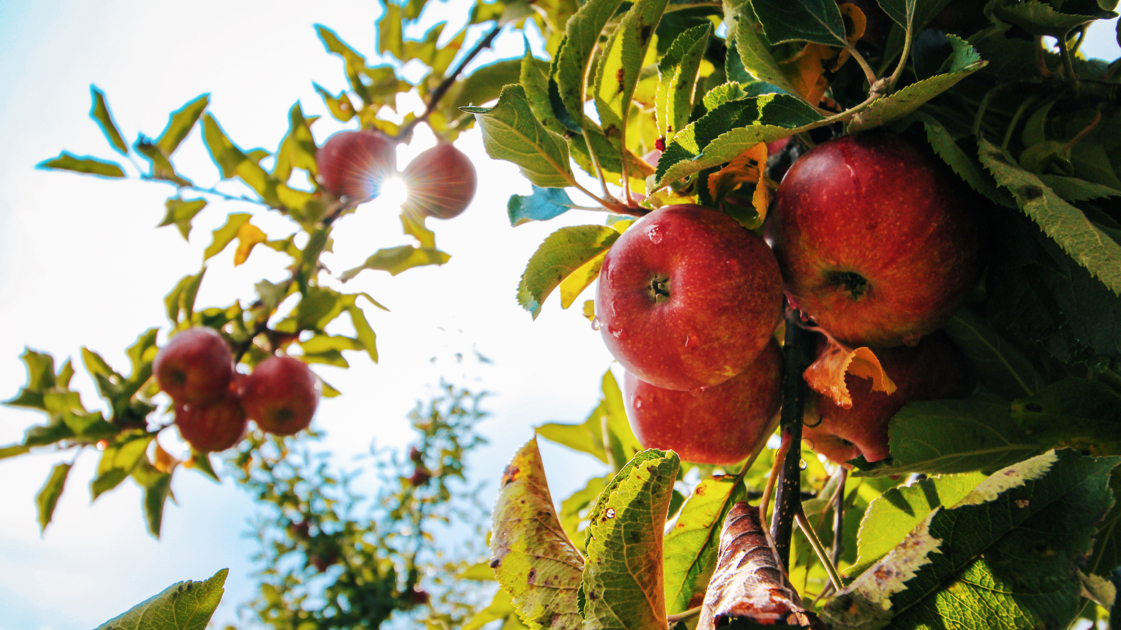 fruit tree