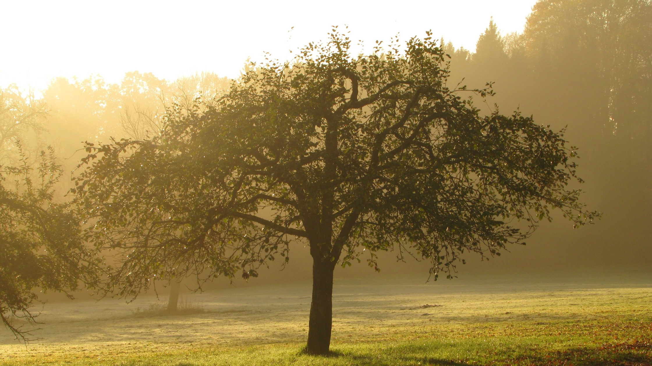 garden of eden tree