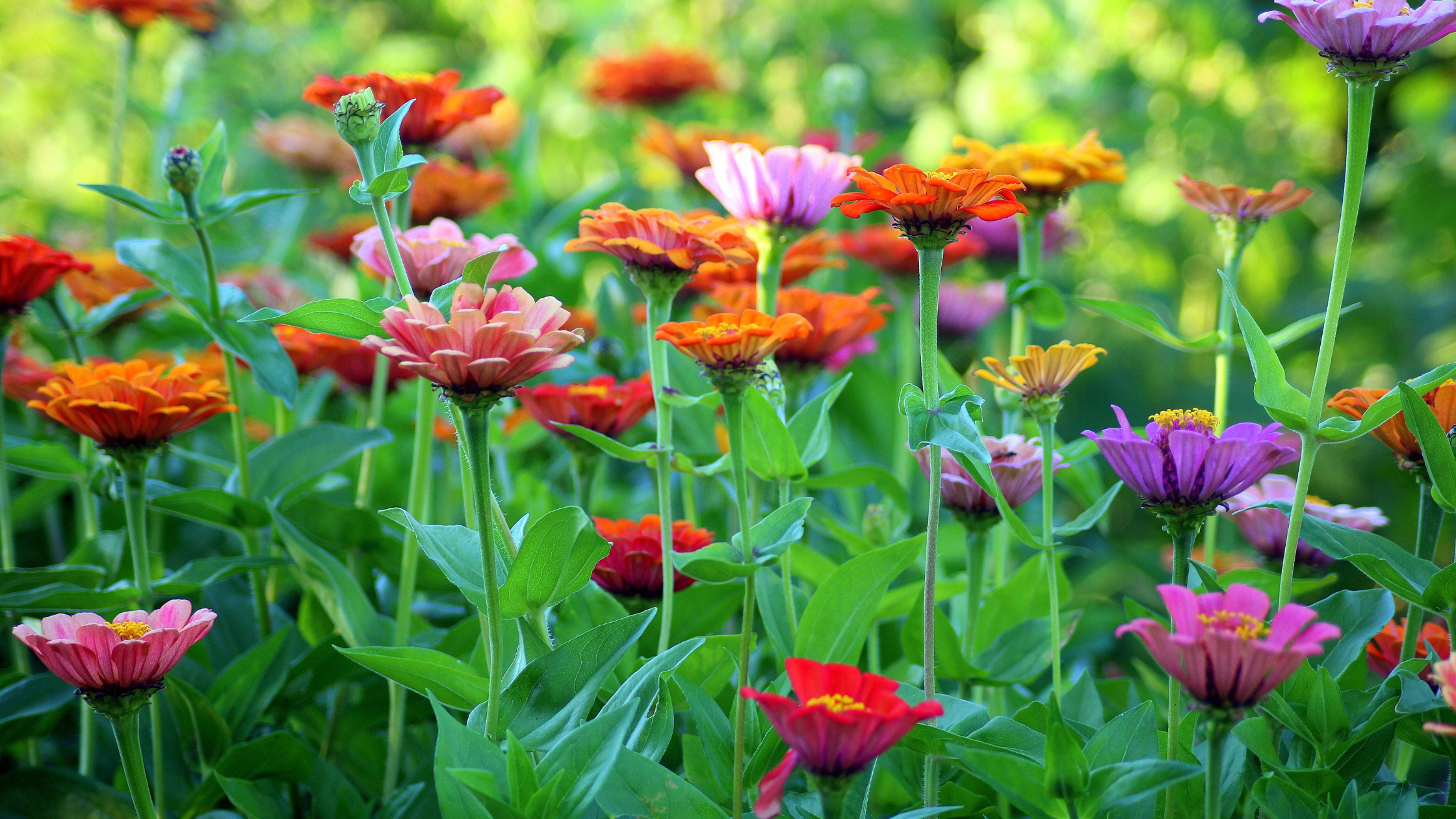 garden-1