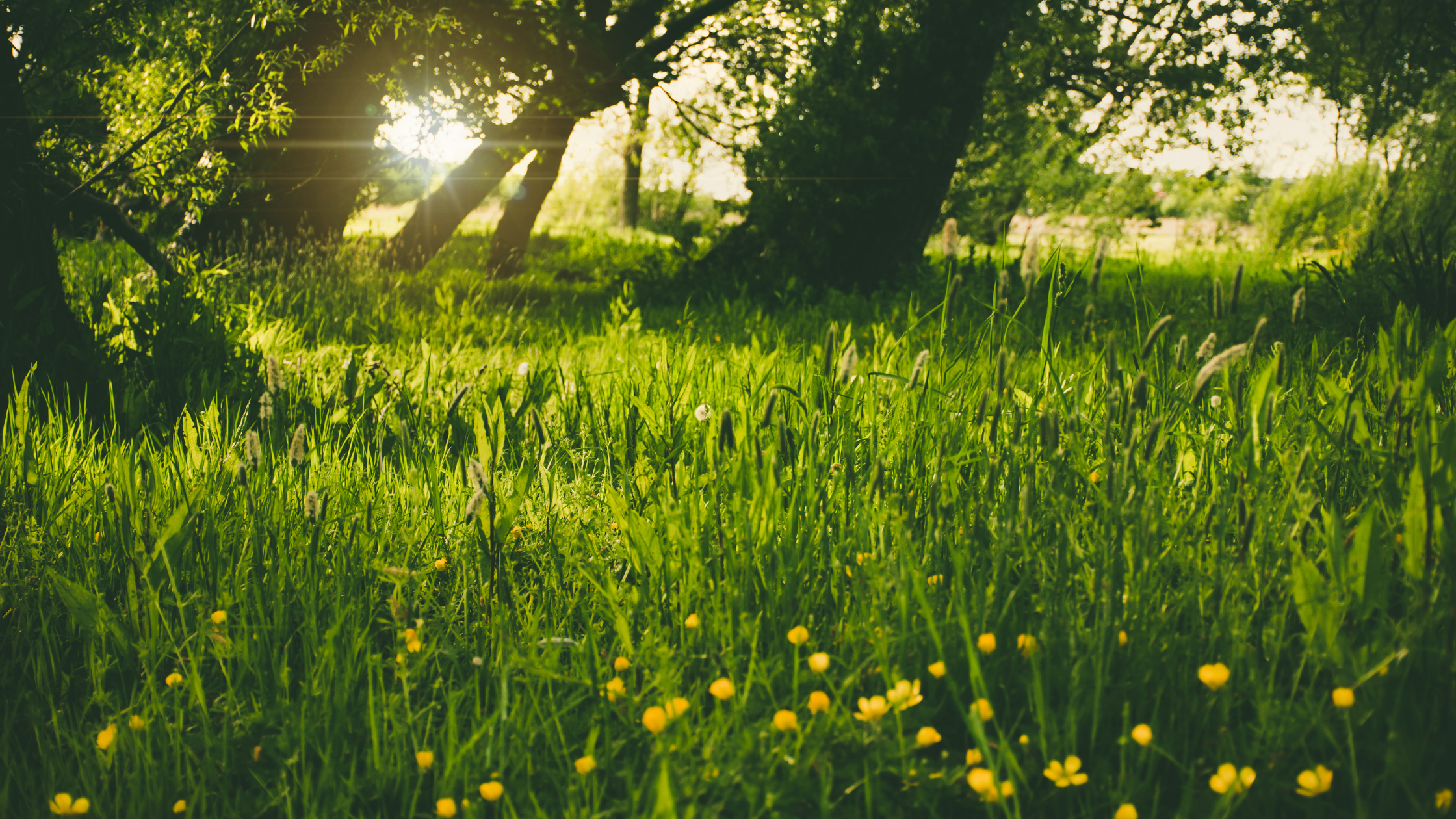 grassy forest