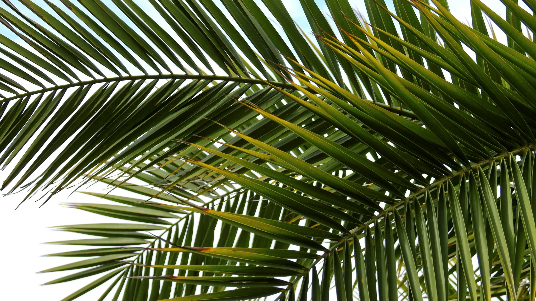 palms