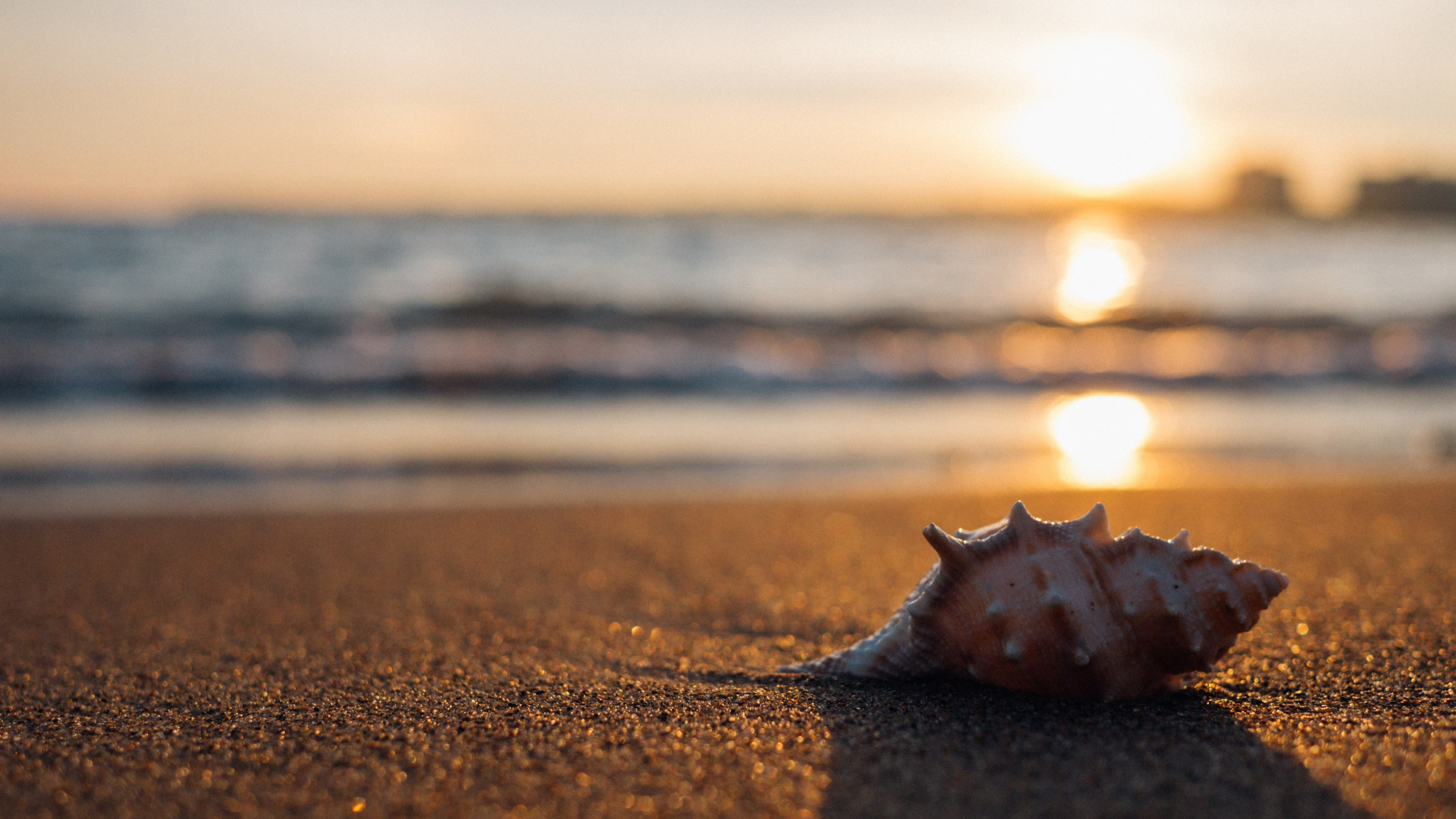 shell on the beach