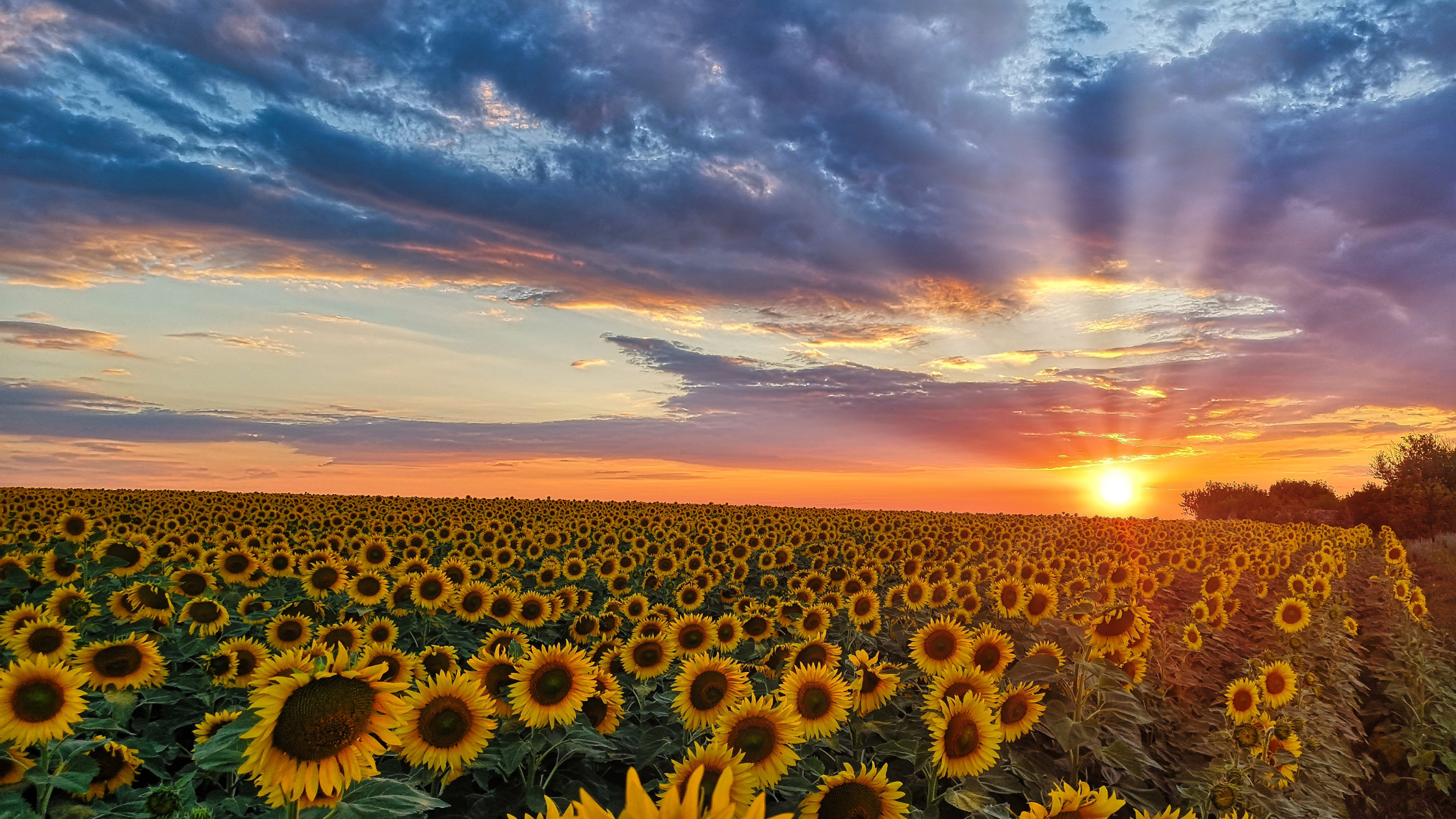 sunflowers