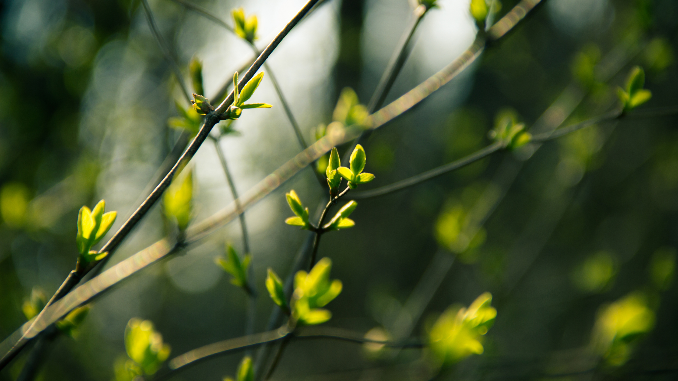 tree buds