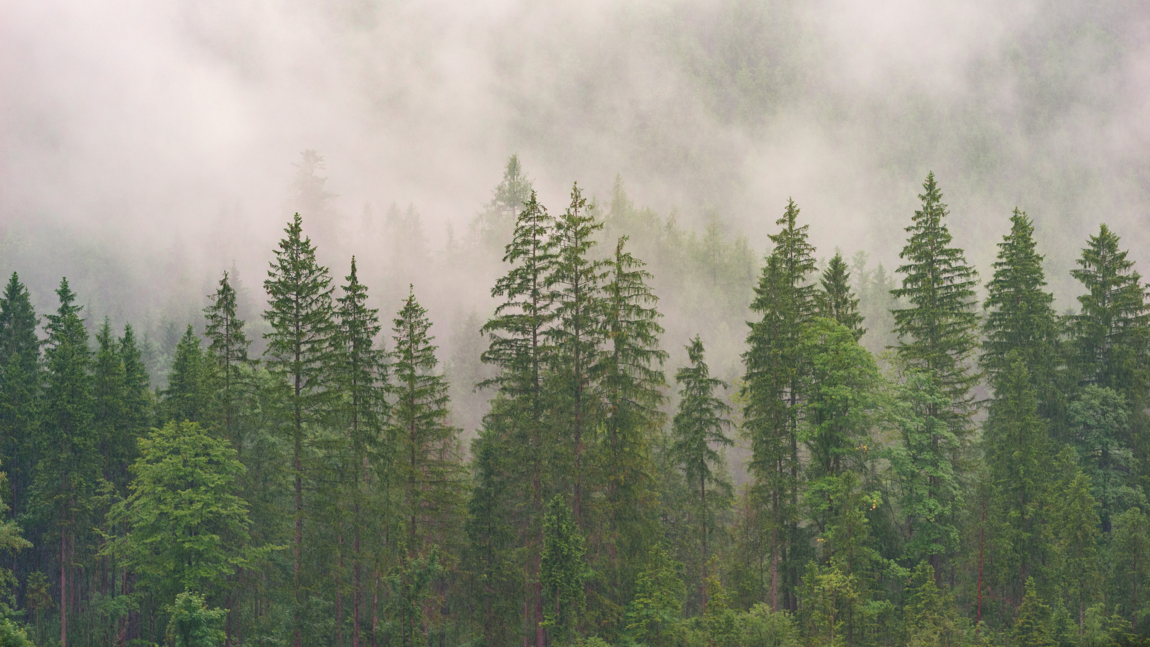trees