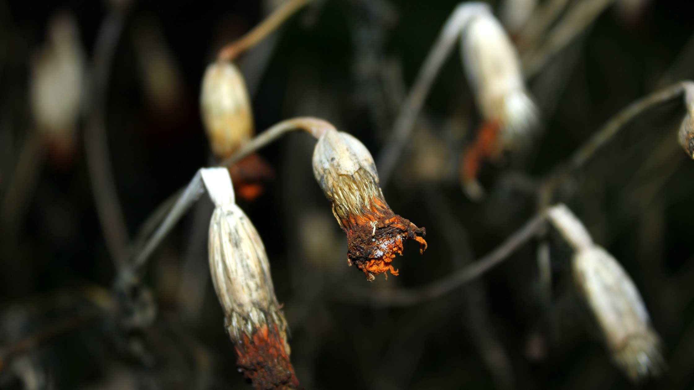 wilted flowers