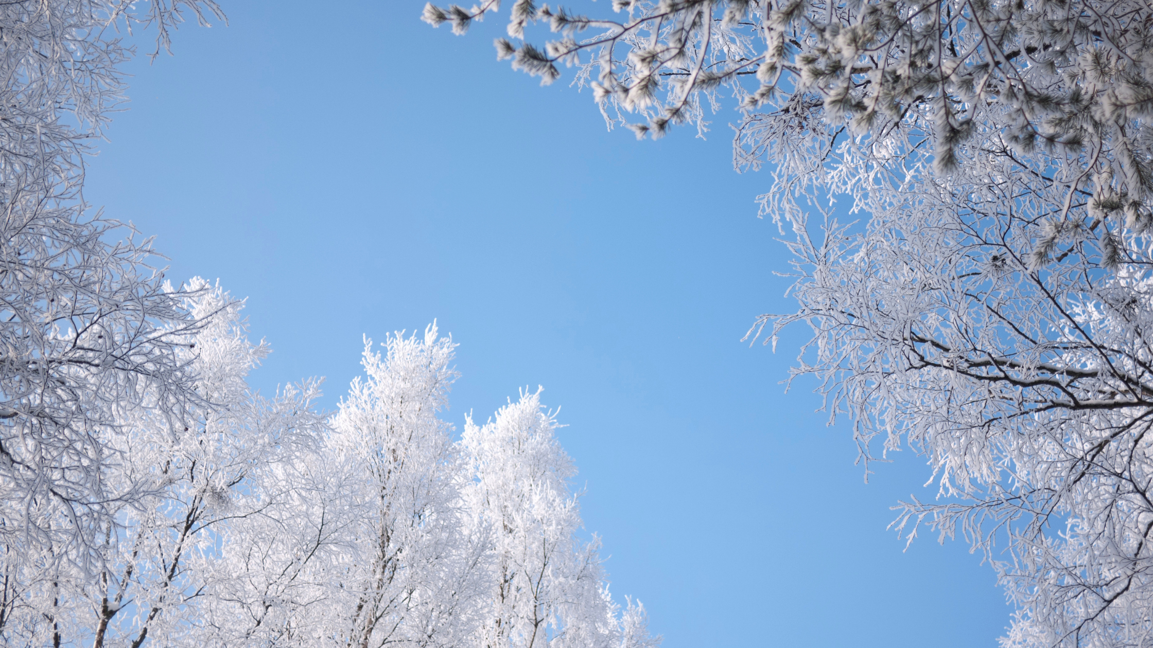 winter trees