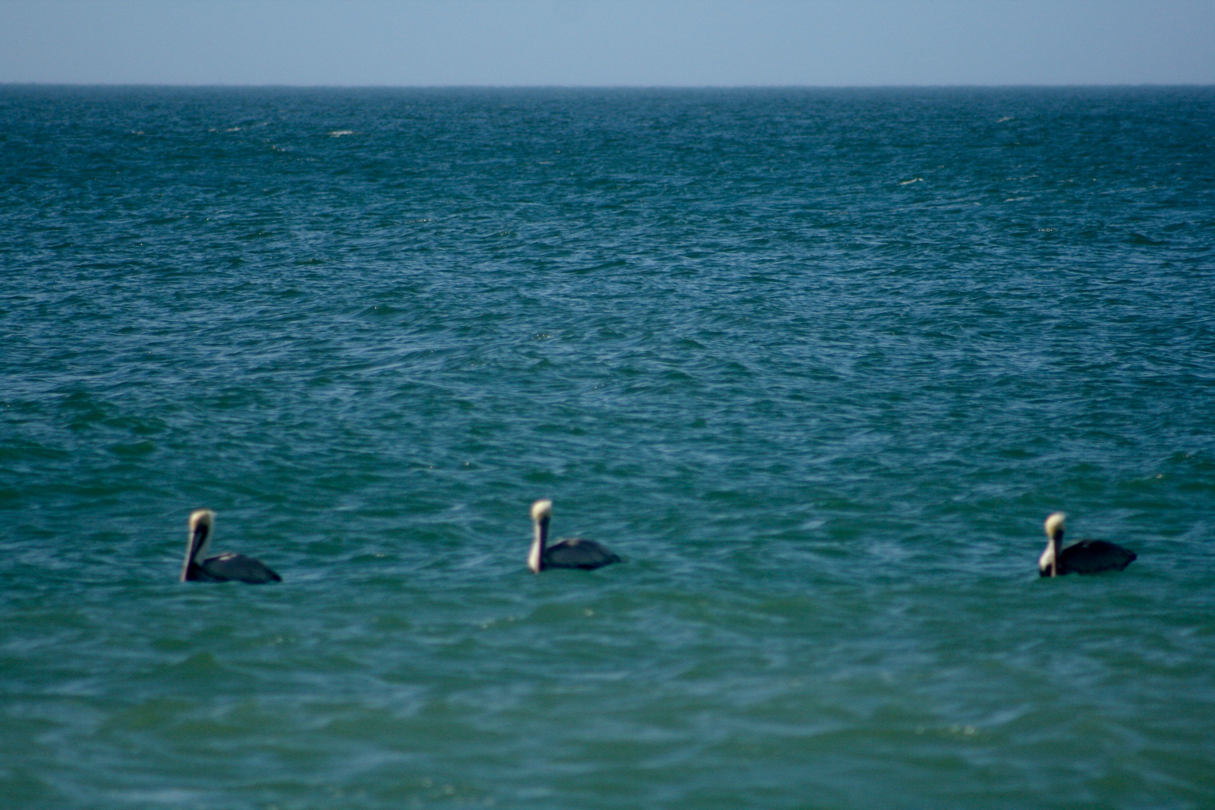Why Didn't You Tell Me? Pelicans swimming.
