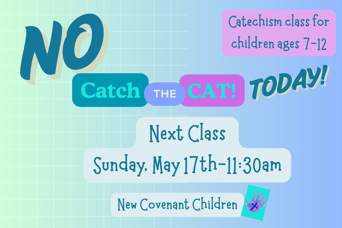 NO Catch the Cat-1
