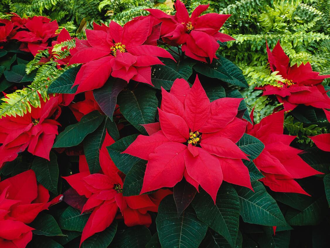 Poinsettias (2)-1
