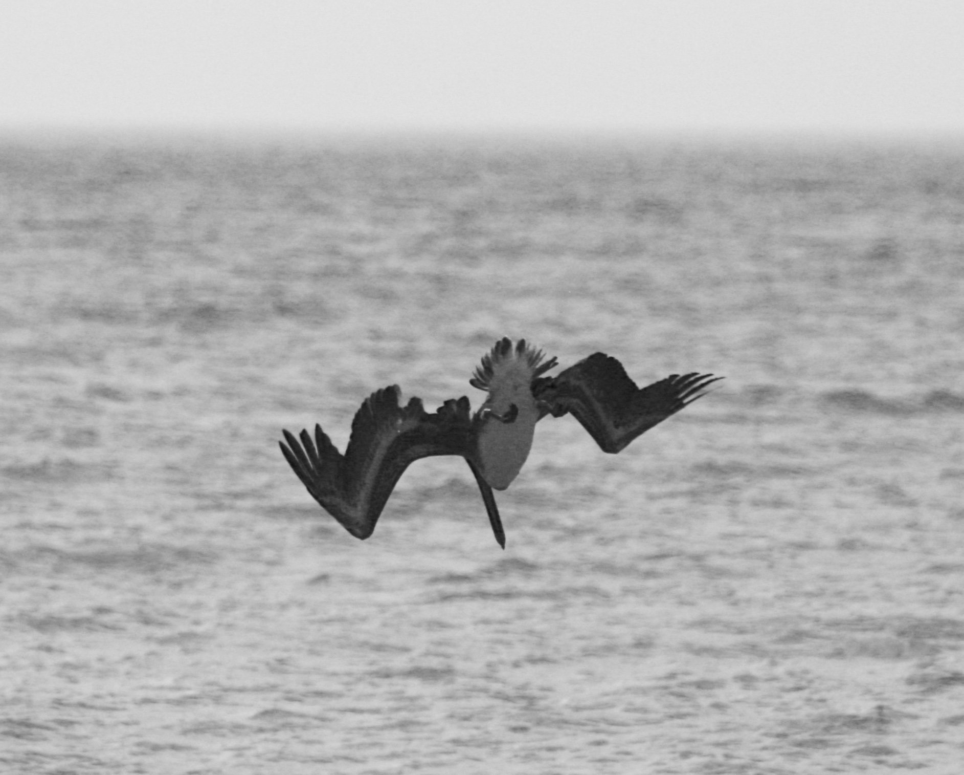 Why Didnt You Tell Me - Pelican dives